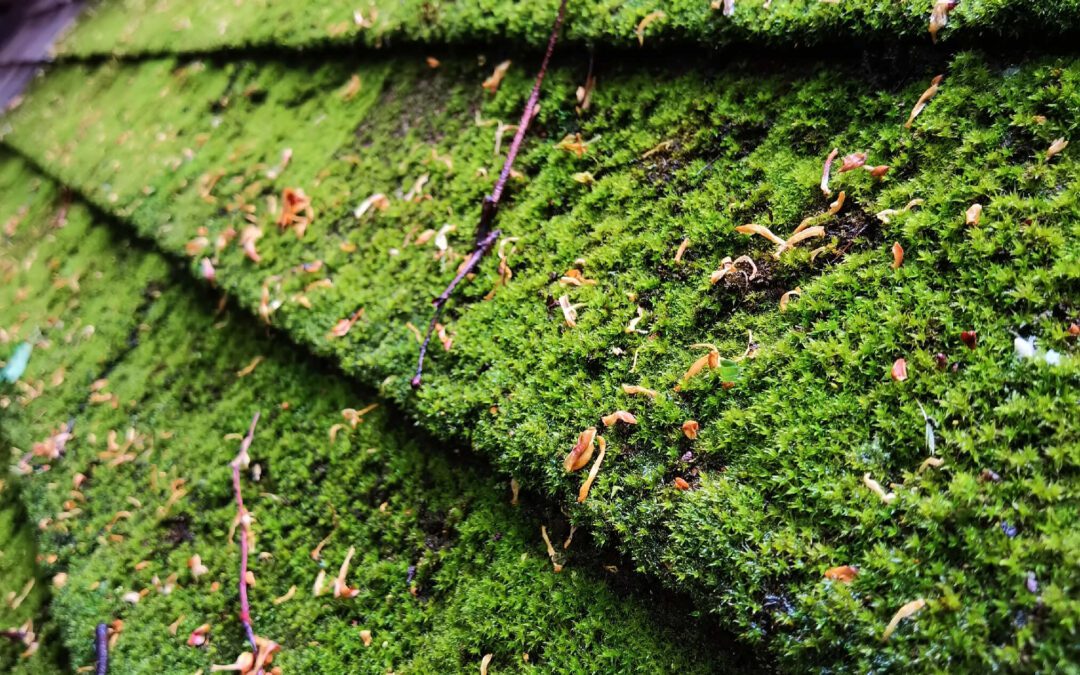 Humidity Hazard: How Tampa’s Tropic Moisture Accelerates Roof Decay – And What to Do About It