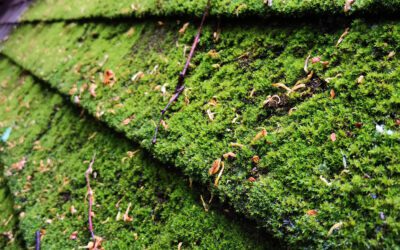 Humidity Hazard: How Tampa’s Tropic Moisture Accelerates Roof Decay – And What to Do About It